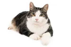 Feline Hyperbaric Oxygen Chamber