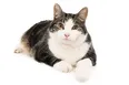 Feline Hyperbaric Oxygen Chamber