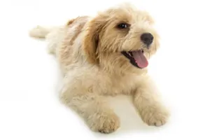 Canine Hyperbaric Oxygen Chamber