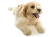 Canine Hyperbaric Oxygen Chamber